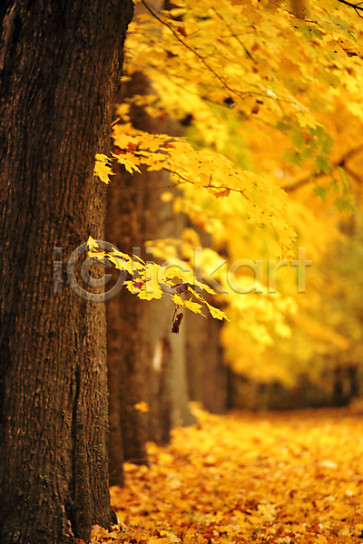 사람없음 JPG 포토 해외이미지 가을(계절) 낙엽 단풍 백그라운드 빛 야외 잎 자연 풍경(경치) 해외202004 해외202105 햇빛