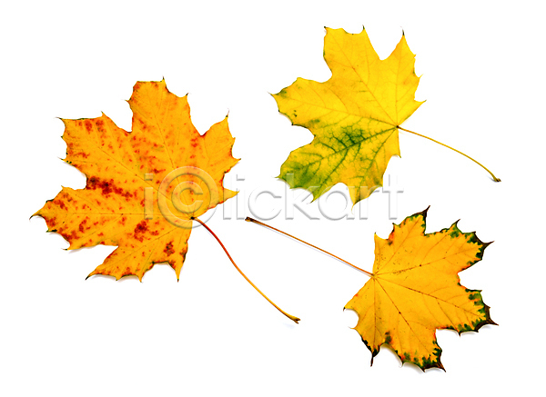 사람없음 JPG 포토 해외이미지 가을(계절) 낙엽 단풍 단풍잎 백그라운드 잎 자연 해외202004 해외202105