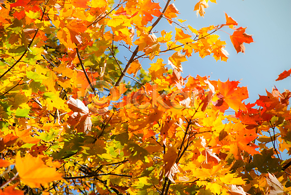 사람없음 JPG 포토 해외이미지 가을(계절) 나뭇가지 낙엽 단풍 백그라운드 야외 잎 자연 주간 해외202004 해외202105