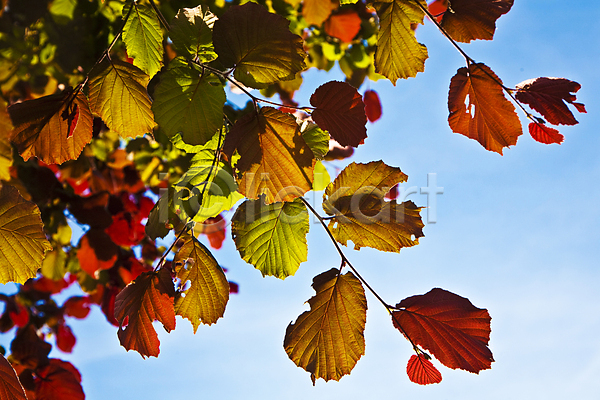 사람없음 JPG 포토 해외이미지 가을(계절) 나뭇가지 백그라운드 야외 잎 자연 주간 해외202004 해외202105