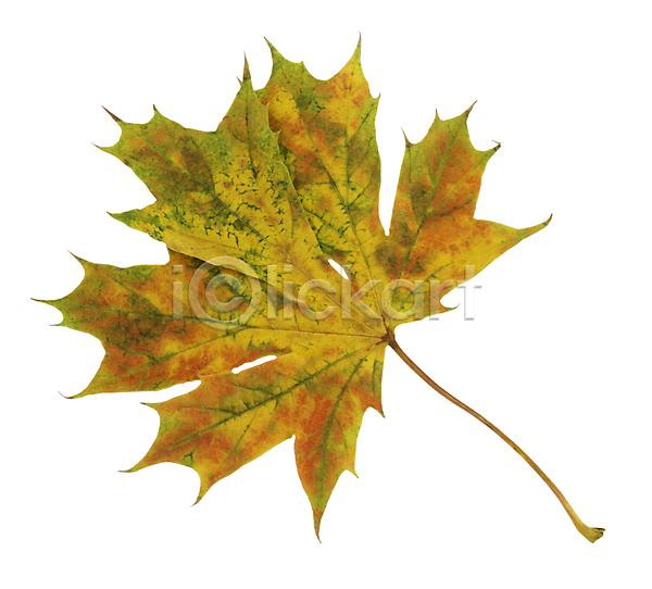 사람없음 JPG 근접촬영 포토 해외이미지 가을(계절) 낙엽 단풍 백그라운드 잎 자연 해외202004 해외202105