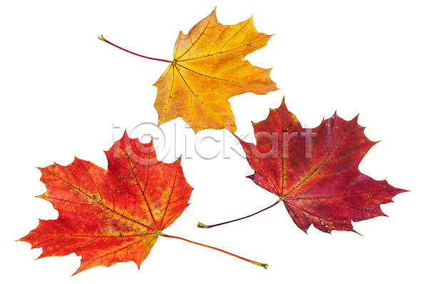 사람없음 JPG 근접촬영 포토 해외이미지 가을(계절) 낙엽 단풍 백그라운드 잎 자연 클리핑패스 해외202004 해외202105