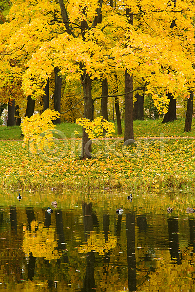 사람없음 JPG 포토 해외이미지 가을(계절) 낙엽 단풍 물 반사 백그라운드 수면 야외 연못 은행나무 잎 자연 풍경(경치) 해외202004 해외202105