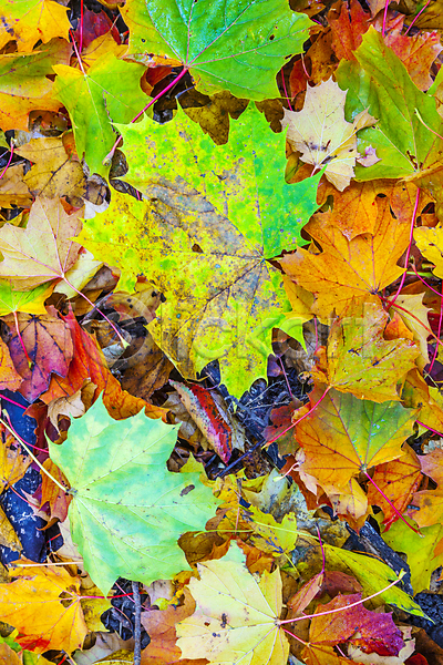 사람없음 JPG 포토 해외이미지 가득함 가을(계절) 낙엽 단풍 백그라운드 야외 잎 자연 풍경(경치) 해외202004 해외202105