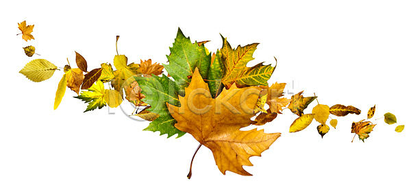 사람없음 JPG 포토 해외이미지 가을(계절) 낙엽 단풍 백그라운드 잎 자연 해외202004 해외202105
