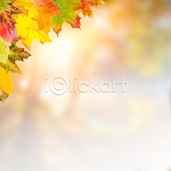 사람없음 JPG 포토 해외이미지 가을(계절) 낙엽 단풍 백그라운드 야외 잎 자연 카피스페이스 해외202004 해외202105