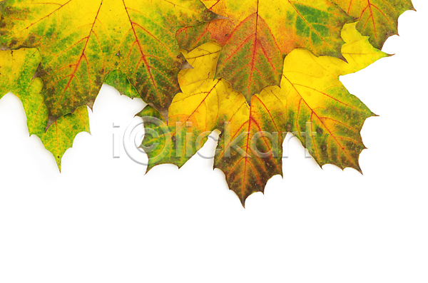 사람없음 JPG 근접촬영 포토 해외이미지 가을(계절) 낙엽 단풍 백그라운드 야외 잎 자연 카피스페이스 해외202004 해외202105