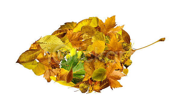 사람없음 JPG 포토 해외이미지 가을(계절) 나뭇잎 나뭇잎모양 낙엽 단풍 백그라운드 수집 잎 자연 해외202004 해외202105