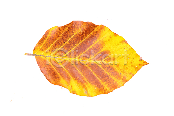 사람없음 JPG 근접촬영 포토 해외이미지 가을(계절) 낙엽 단풍 백그라운드 잎 자연 해외202004 해외202105