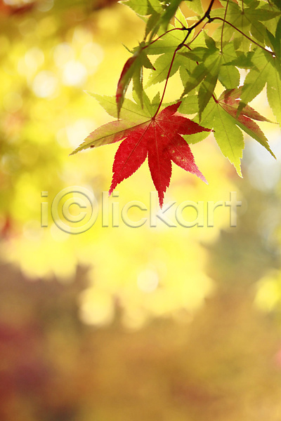 사람없음 JPG 아웃포커스 포토 해외이미지 가을(계절) 낙엽 단풍잎 백그라운드 자연 해외202004 해외202105