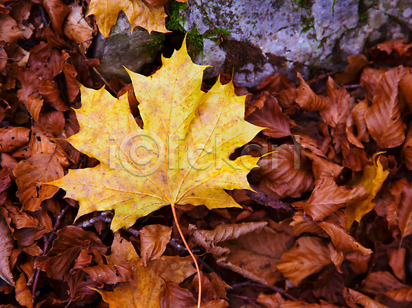사람없음 JPG 근접촬영 포토 해외이미지 가을(계절) 낙엽 백그라운드 야외 잎 자연 풍경(경치) 해외202004 해외202105