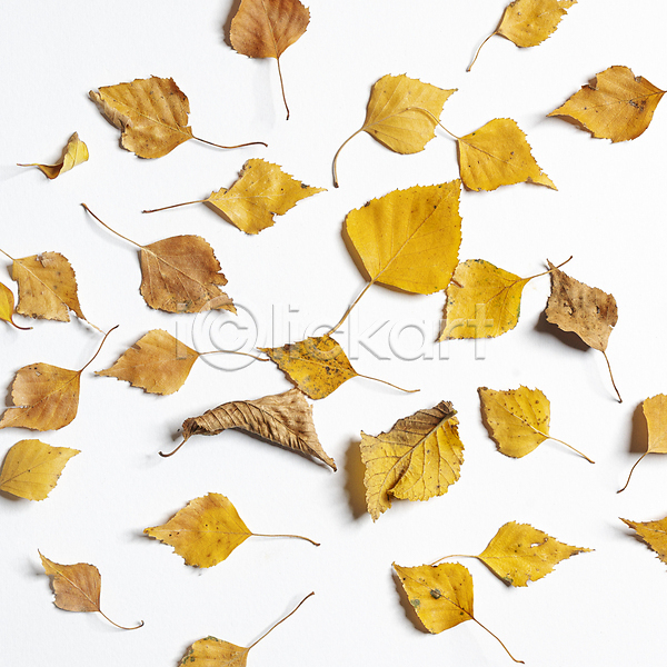 사람없음 JPG 포토 해외이미지 가을(계절) 낙엽 백그라운드 해외202004 해외202105 흰배경