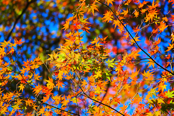 사람없음 JPG 아웃포커스 포토 해외이미지 가을(계절) 나뭇가지 낙엽 단풍잎 여행 풍경(경치) 하늘 해외202004 해외202105 햇빛