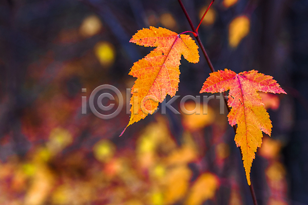 사람없음 JPG 아웃포커스 포토 해외이미지 가을(계절) 나뭇가지 낙엽 백그라운드 빛 야외 잎 자연 해외202004 해외202105