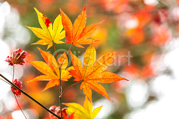 사람없음 JPG 아웃포커스 포토 해외이미지 가을(계절) 낙엽 단풍 백그라운드 빛 잎 자연 해외202004 해외202105