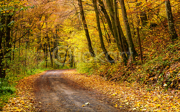 사람없음 JPG 포토 해외이미지 가을(계절) 길 낙엽 도로 백그라운드 야외 잎 자연 풍경(경치) 해외202004 해외202105