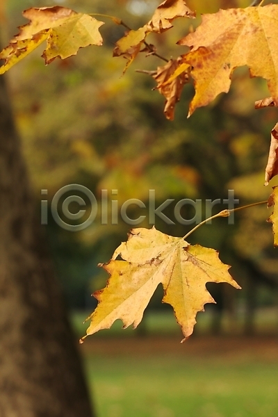 사람없음 JPG 아웃포커스 포토 해외이미지 가을(계절) 나뭇가지 낙엽 백그라운드 야외 잎 자연 해외202004 해외202105