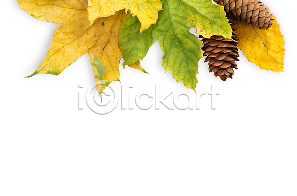 사람없음 JPG 포토 해외이미지 가을(계절) 백그라운드 솔방울 잎 자연 카피스페이스 해외202004 해외202105