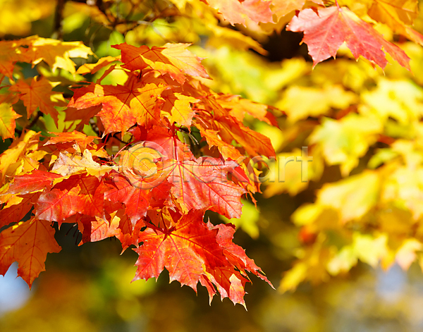 사람없음 JPG 아웃포커스 포토 해외이미지 가을(계절) 낙엽 단풍 백그라운드 야외 잎 자연 해외202004 해외202105 햇빛