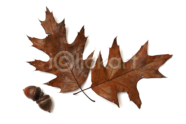 사람없음 JPG 포토 해외이미지 가을(계절) 낙엽 도토리 백그라운드 야외 잎 자연 해외202004 해외202105