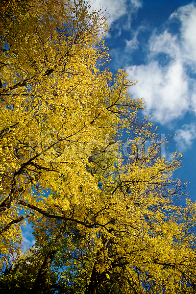 사람없음 JPG 포토 해외이미지 가을(계절) 구름(자연) 낙엽 백그라운드 야외 잎 자연 하늘 해외202004 해외202105 햇빛