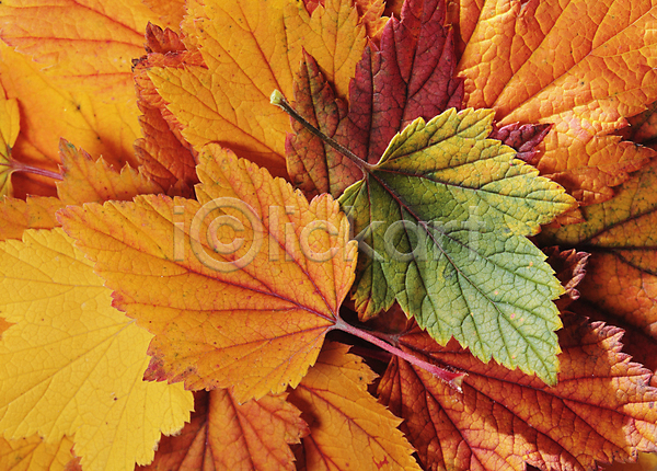 사람없음 JPG 근접촬영 포토 해외이미지 가득함 가을(계절) 나뭇잎 낙엽 백그라운드 잎 자연 해외202004 해외202105
