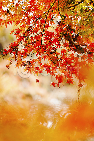 사람없음 JPG 소프트포커스 아웃포커스 포토 해외이미지 가을(계절) 낙엽 단풍 백그라운드 빛 야외 잎 자연 풍경(경치) 해외202004 해외202105