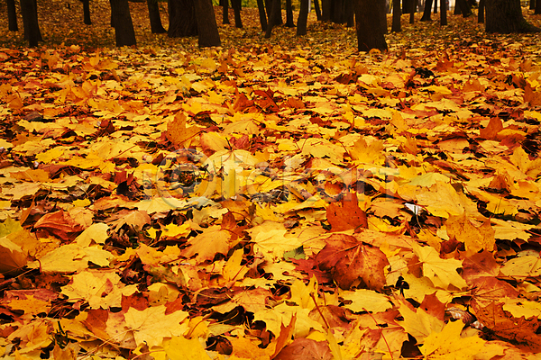 사람없음 JPG 포토 해외이미지 가득함 가을(계절) 낙엽 단풍 백그라운드 야외 잎 자연 주간 풍경(경치) 해외202004 해외202105