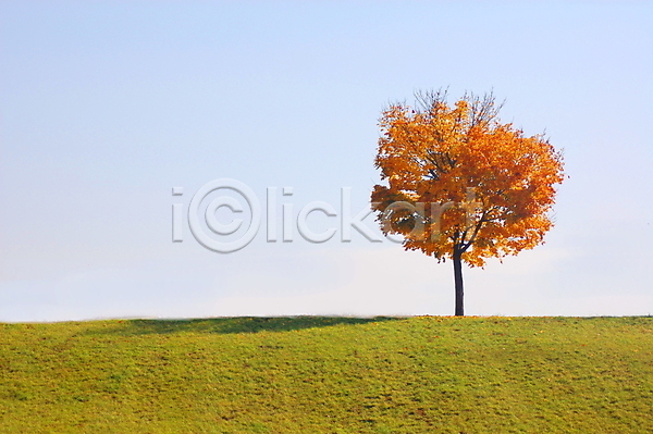 사람없음 JPG 포토 해외이미지 가을(계절) 나무 낙엽 백그라운드 자연 풍경(경치) 하늘 해외202004 해외202105
