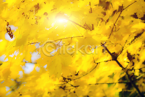 사람없음 JPG 포토 해외이미지 가을(계절) 낙엽 단풍 단풍잎 백그라운드 야외 자연 주간 해외202004 해외202105 햇빛