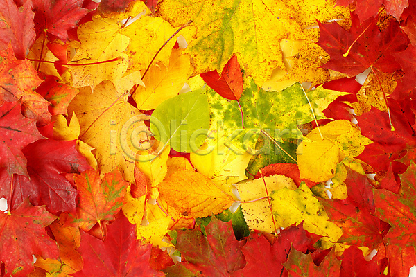 사람없음 JPG 포토 해외이미지 가득함 가을(계절) 낙엽 단풍 백그라운드 잎 자연 풍경(경치) 해외202004 해외202105