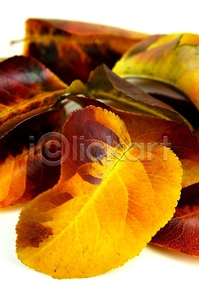 사람없음 JPG 근접촬영 포토 해외이미지 가을(계절) 낙엽 백그라운드 잎 자연 해외202004 해외202105