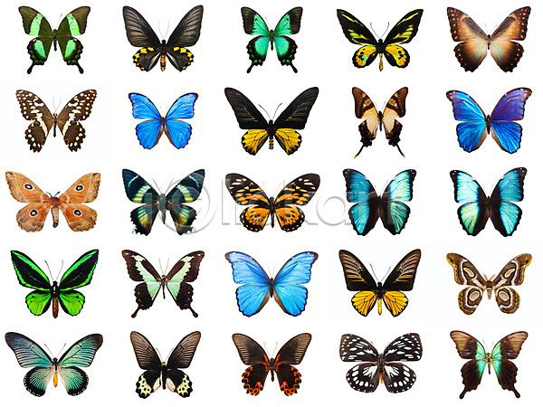 사람없음 JPG 포토 해외이미지 검은색 곤충 나비 노란색 동물 야생동물 오렌지 자연 해외202004 해외202105