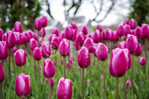 감성 사람없음 JPG 아웃포커스 포토 과천 꽃밭 봄꽃 봄풍경 야외 주간 튤립