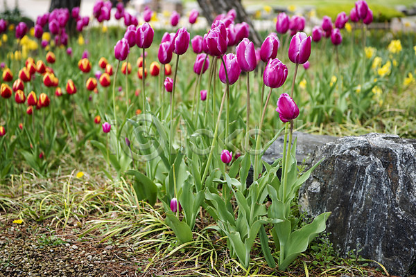 감성 사람없음 JPG 포토 과천 꽃밭 봄꽃 봄풍경 야외 주간 튤립