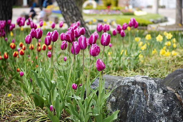 감성 사람없음 JPG 아웃포커스 포토 과천 꽃밭 봄꽃 봄풍경 야외 주간 튤립