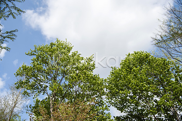 감성 사람없음 JPG 포토 과천 구름(자연) 나무 봄풍경 야외 주간 하늘