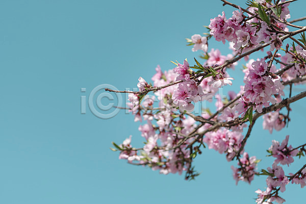사람없음 JPG 아웃포커스 포토 관광지 벚꽃 봄풍경 야외 주간 청주(지역) 하늘