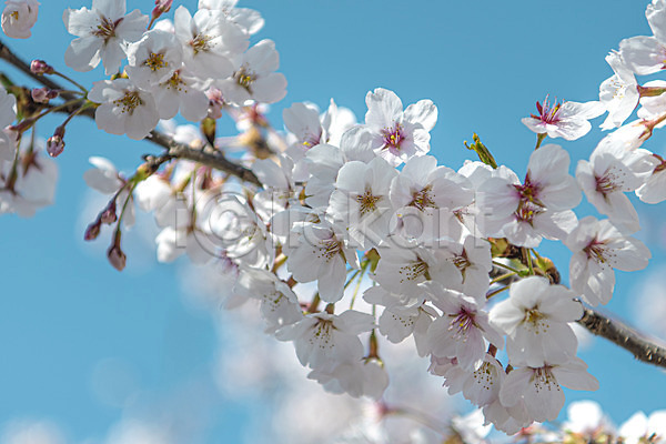 사람없음 JPG 아웃포커스 포토 관광지 벚꽃 봄풍경 야외 주간 청주(지역)
