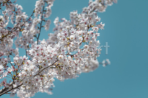 사람없음 JPG 포토 관광지 벚꽃 봄풍경 야외 청주(지역)