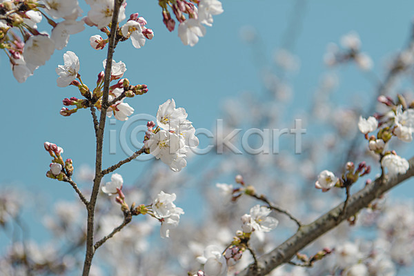 사람없음 JPG 아웃포커스 포토 관광지 나뭇가지 벚꽃 봄풍경 야외 주간 청주(지역)