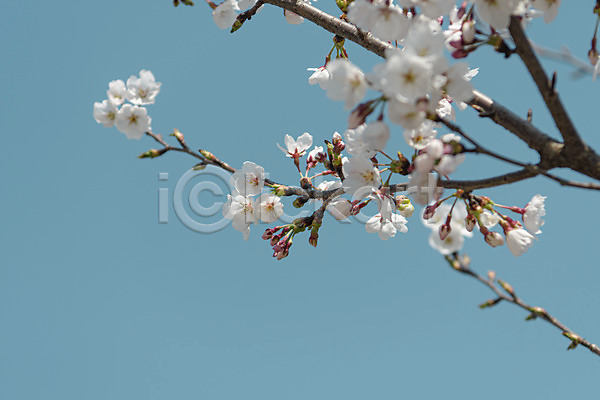 사람없음 JPG 포토 관광지 나뭇가지 벚꽃 봄풍경 야외 주간 청주(지역) 하늘