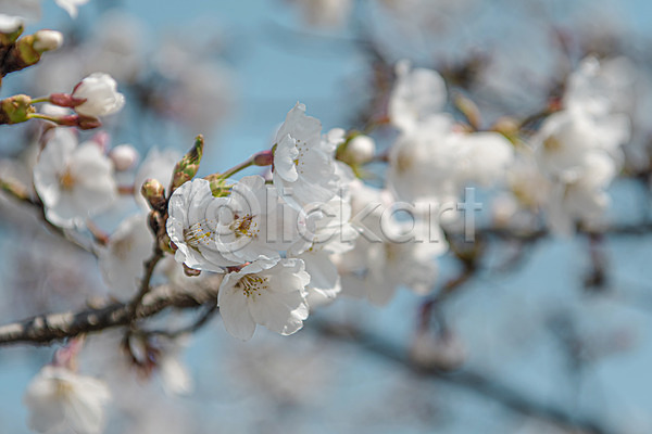 사람없음 JPG 아웃포커스 포토 관광지 벚꽃 봄풍경 야외 주간 청주(지역)