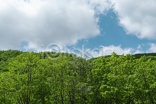 사람없음 JPG 포토 관광지 구름(자연) 나무 대관령 산 숲 야외 여름풍경 주간 하늘