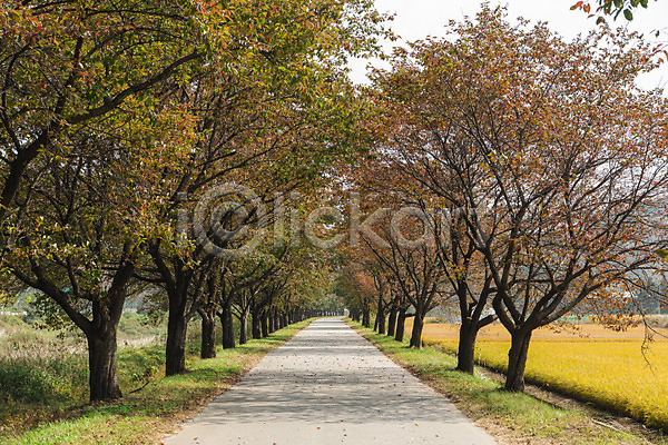 사람없음 JPG 포토 가을풍경 관광지 길 단풍 단풍나무 야외 주간 충주