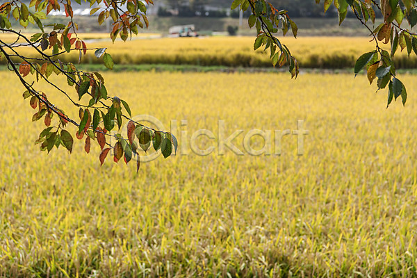 사람없음 JPG 포토 가을풍경 나뭇가지 나뭇잎 논밭 벼 야외 주간 충주