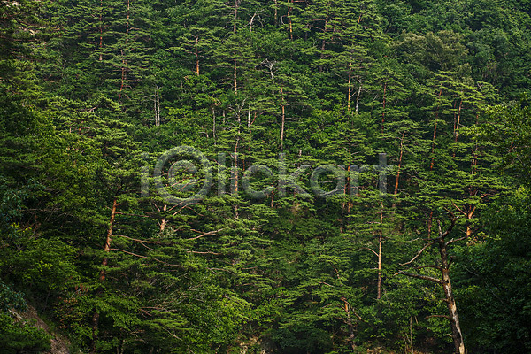 사람없음 JPG 포토 강원도 국립공원 설악산 소나무 숲 야외 양양 주간 풍경(경치)