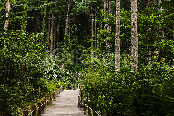 사람없음 JPG 포토 강원도 나무 숲 숲길 야외 자연 주간 춘천 풍경(경치)