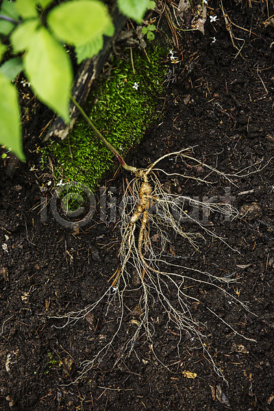 사람없음 JPG 포토 강원도 산삼 식재료 야외 잎 주간 줄기 홍천 흙