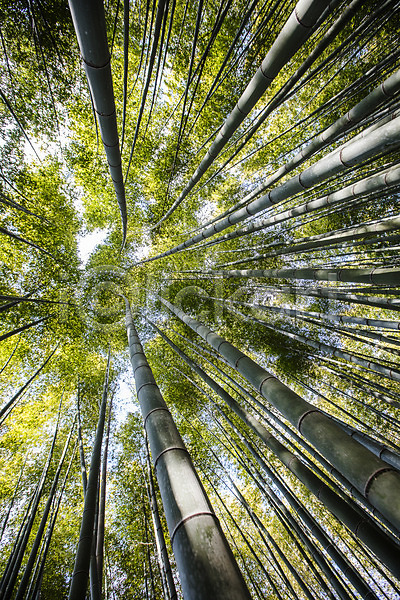 사람없음 JPG 로우앵글 포토 경상북도 대나무 대나무숲 야외 양산(지역) 주간 풍경(경치)